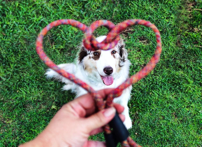 boisson maltée fonctionnelle Canimalt pour chien